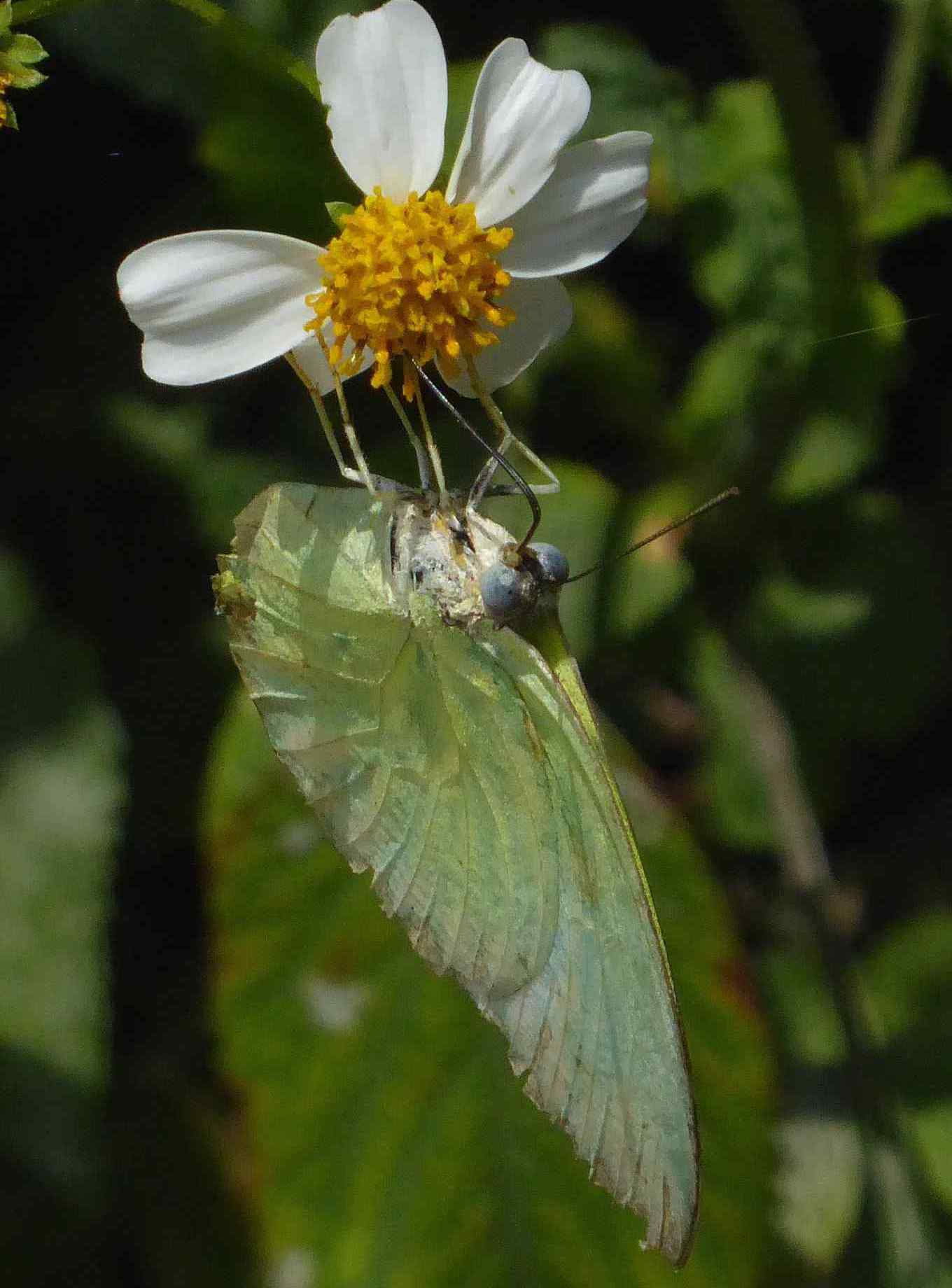 Catopsilia pomona Catopsilia pomona